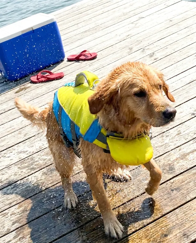 Golden retriever shaking off water on a dock in a PupFloaty vest