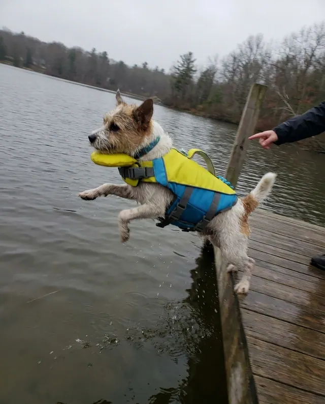 Terrier mid-air jumping off a dock in a PupFloaty vest