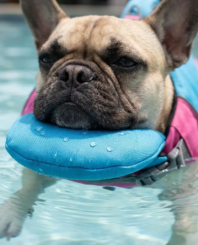 Close-up of the padded chin-support pillow on a Drift & Paw vest