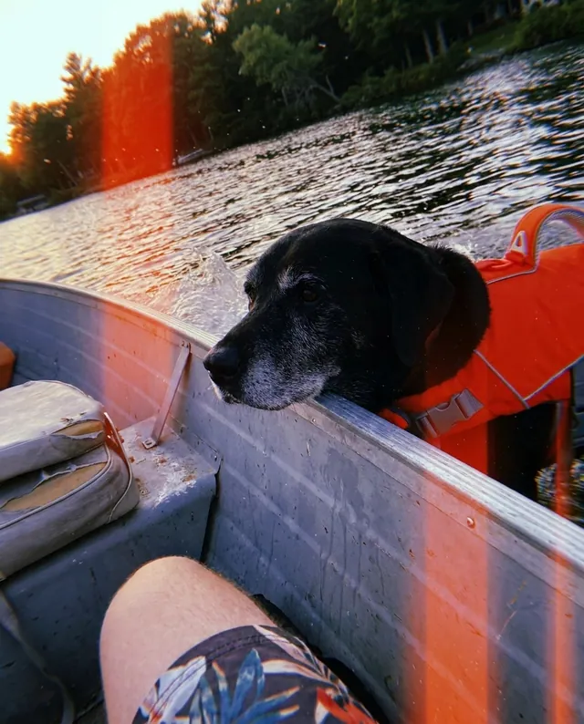 Senior grey-muzzle labrador on a boat in a PupFloaty vest