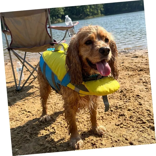 Spaniel on the beach after a swim wearing a PupFloaty vest