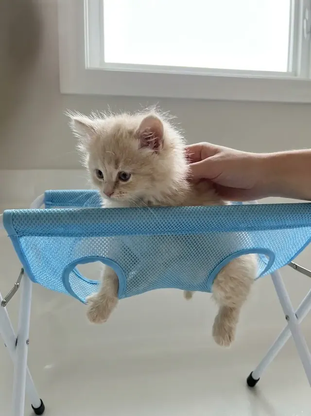 Kitten standing in a blue bath hammock being gently petted