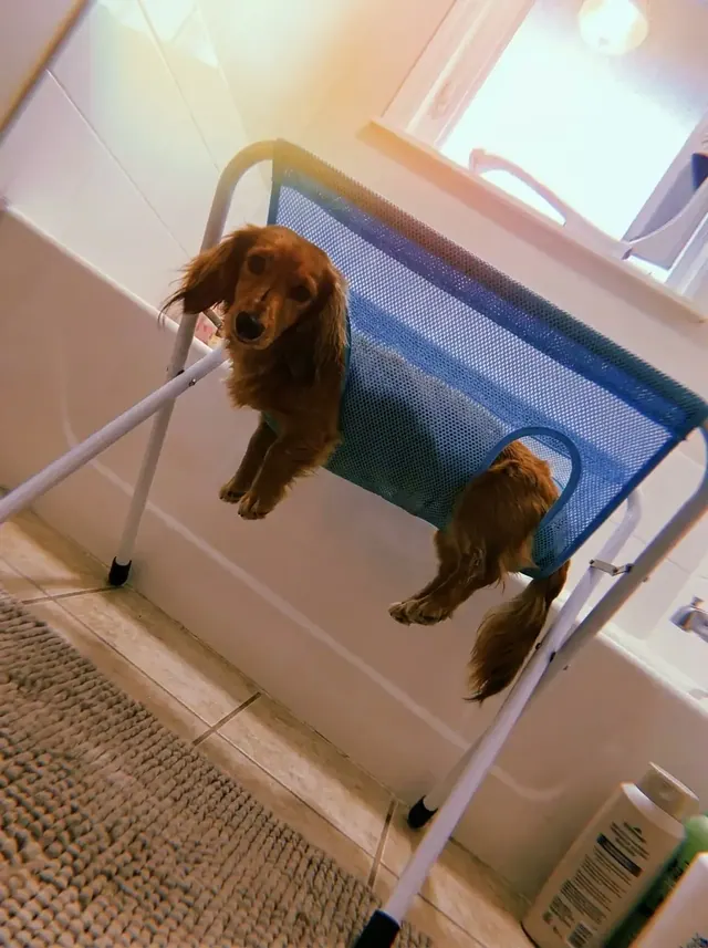 Dachshund resting in a blue bath hammock set over a white bathtub