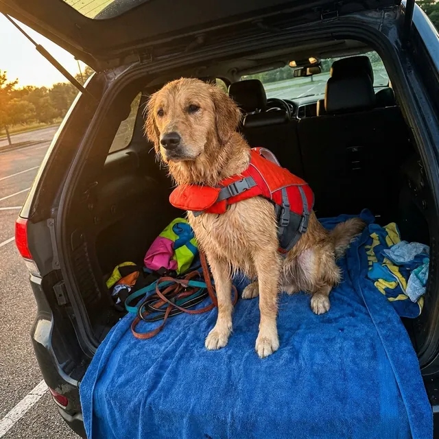 Damp golden retriever in an SUV trunk after a swim