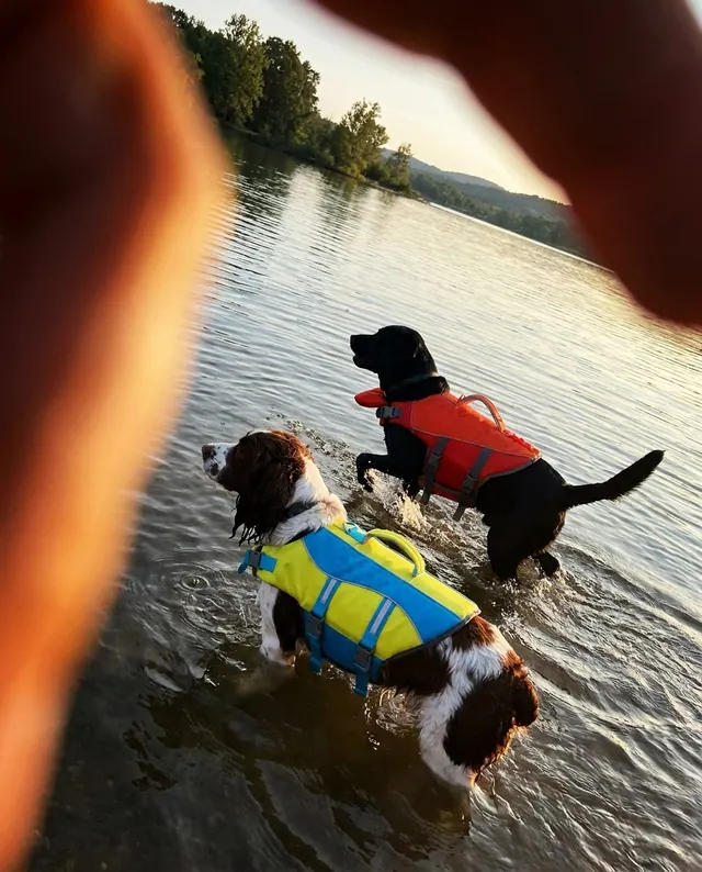 Two dogs in PupFloaty vests in golden hour light