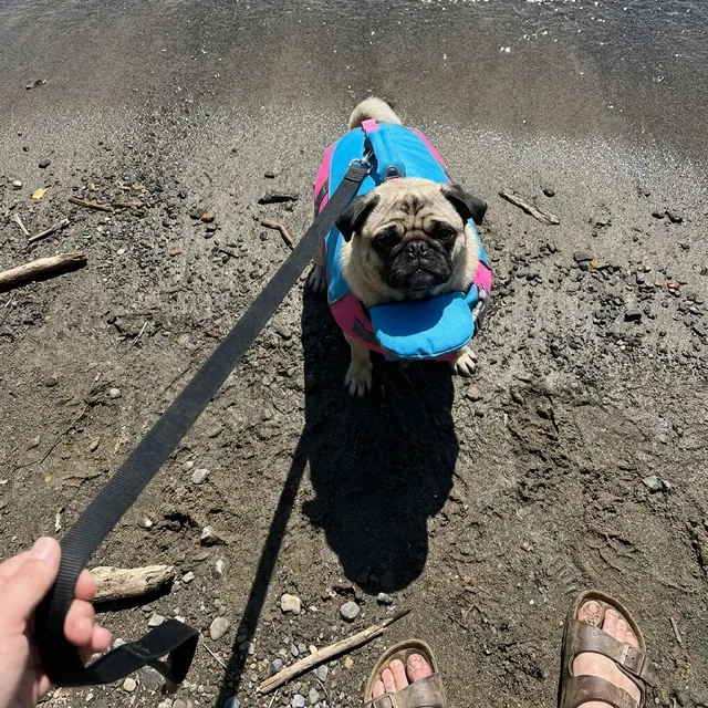 Pug on the shore on a leash wearing a PupFloaty vest
